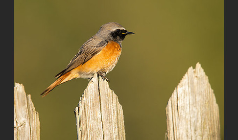 Gartenrotschwanz (Phoenicurus phoenicurus)