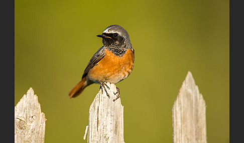 Gartenrotschwanz (Phoenicurus phoenicurus)