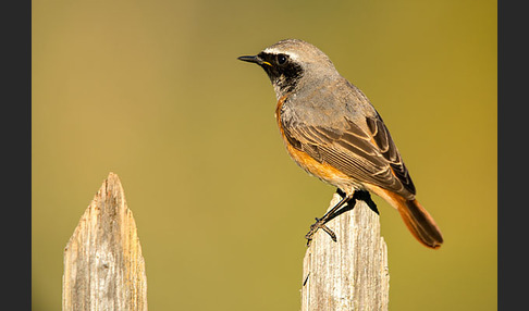 Gartenrotschwanz (Phoenicurus phoenicurus)