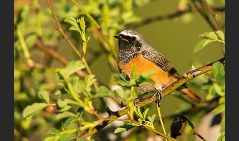 Gartenrotschwanz (Phoenicurus phoenicurus)