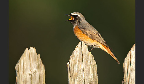 Gartenrotschwanz (Phoenicurus phoenicurus)