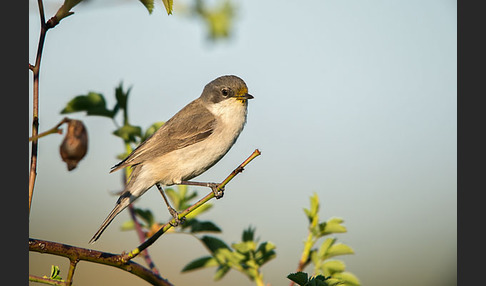 Zaungrasmücke (Sylvia curruca)