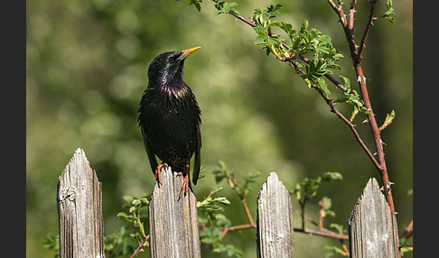 Star (Sturnus vulgaris)