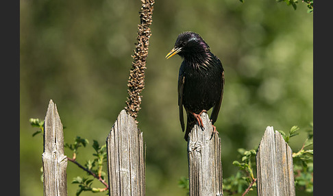 Star (Sturnus vulgaris)