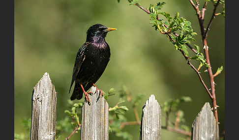 Star (Sturnus vulgaris)