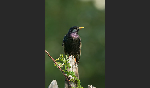 Star (Sturnus vulgaris)