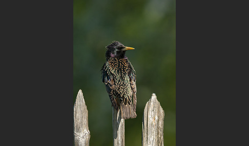 Star (Sturnus vulgaris)