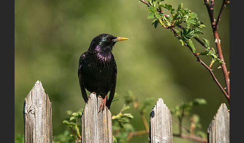 Star (Sturnus vulgaris)