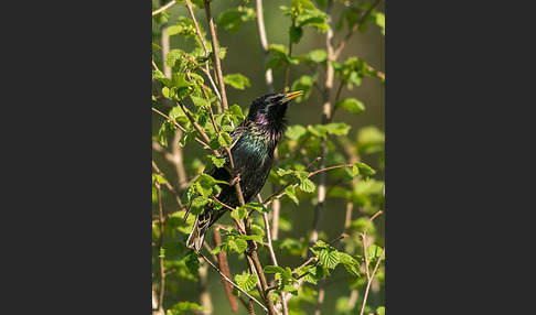 Star (Sturnus vulgaris)