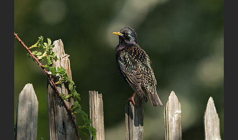 Star (Sturnus vulgaris)