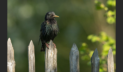 Star (Sturnus vulgaris)