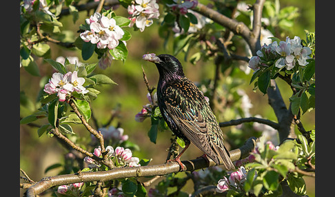 Star (Sturnus vulgaris)