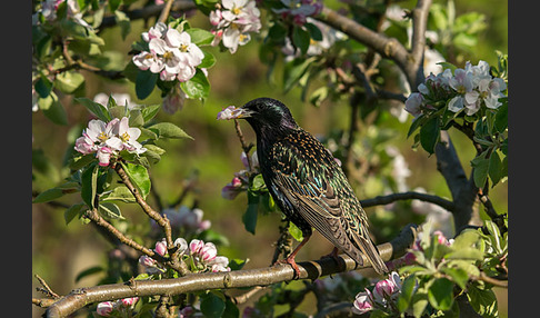 Star (Sturnus vulgaris)