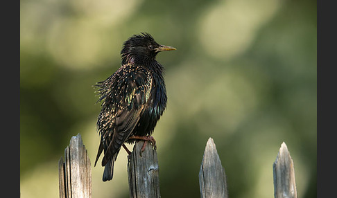 Star (Sturnus vulgaris)