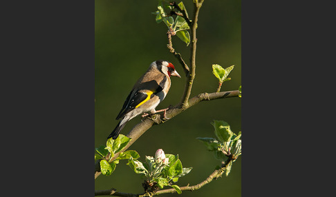 Stieglitz (Carduelis carduelis)