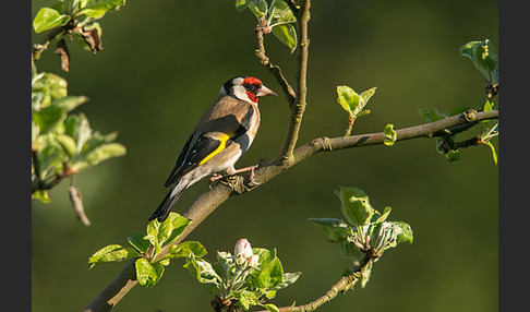 Stieglitz (Carduelis carduelis)