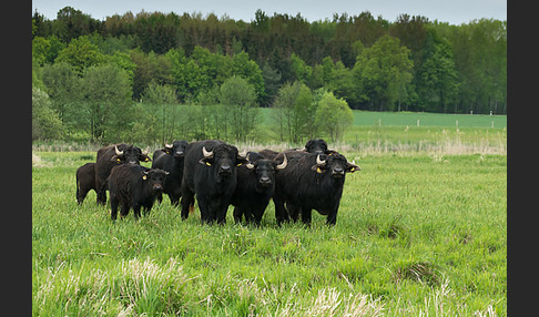 Wasserbüffel (Bubalus arnee)