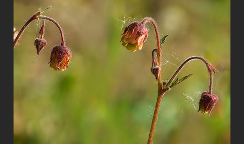 Bach-Nelkenwurz (Geum rivale)