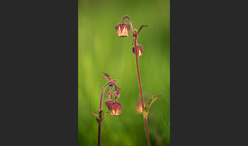 Bach-Nelkenwurz (Geum rivale)