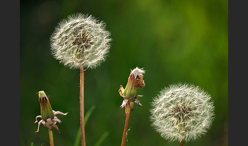 Gemeiner Löwenzahn (Taraxacum officinale agg.)