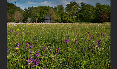 Breitblättrige Kuckucksblume (Dactylorhiza majalis)