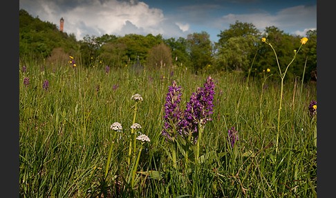 Breitblättrige Kuckucksblume (Dactylorhiza majalis)