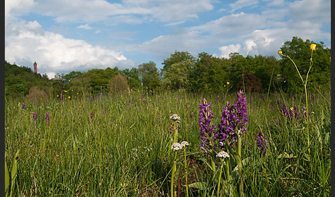 Breitblättrige Kuckucksblume (Dactylorhiza majalis)