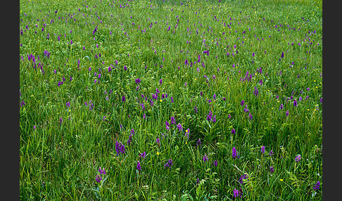 Breitblättrige Kuckucksblume (Dactylorhiza majalis)