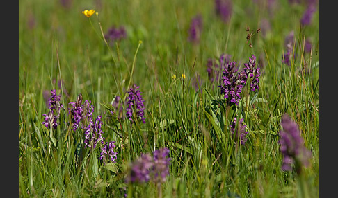 Breitblättrige Kuckucksblume (Dactylorhiza majalis)