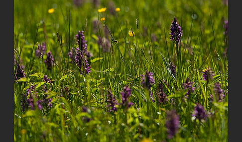 Breitblättrige Kuckucksblume (Dactylorhiza majalis)