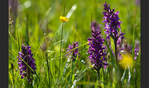 Breitblättrige Kuckucksblume (Dactylorhiza majalis)