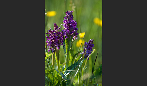 Breitblättrige Kuckucksblume (Dactylorhiza majalis)