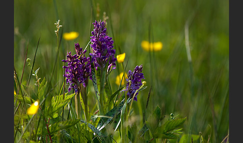 Breitblättrige Kuckucksblume (Dactylorhiza majalis)