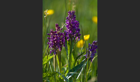 Breitblättrige Kuckucksblume (Dactylorhiza majalis)