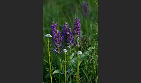 Breitblättrige Kuckucksblume (Dactylorhiza majalis)