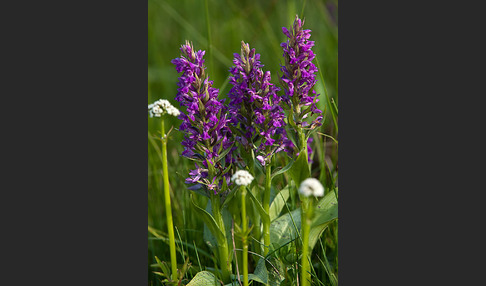 Breitblättrige Kuckucksblume (Dactylorhiza majalis)