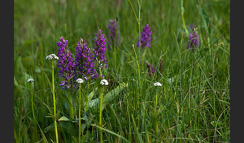 Breitblättrige Kuckucksblume (Dactylorhiza majalis)