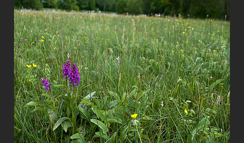 Breitblättrige Kuckucksblume (Dactylorhiza majalis)