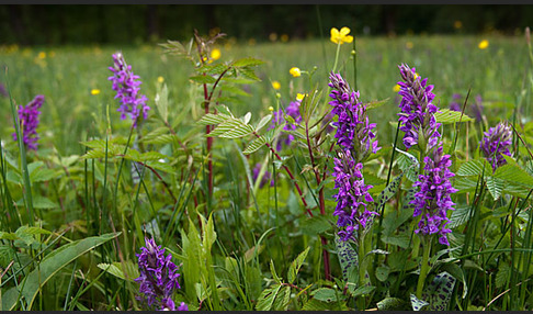 Breitblättrige Kuckucksblume (Dactylorhiza majalis)