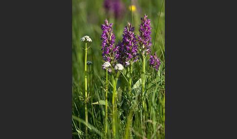 Breitblättrige Kuckucksblume (Dactylorhiza majalis)