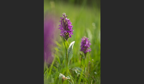 Breitblättrige Kuckucksblume (Dactylorhiza majalis)