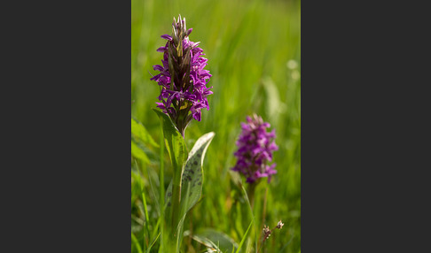 Breitblättrige Kuckucksblume (Dactylorhiza majalis)