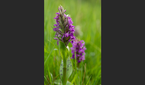 Breitblättrige Kuckucksblume (Dactylorhiza majalis)