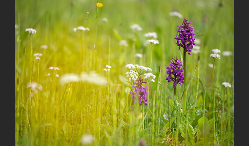 Breitblättrige Kuckucksblume (Dactylorhiza majalis)