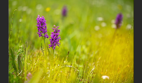 Breitblättrige Kuckucksblume (Dactylorhiza majalis)