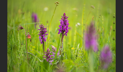 Breitblättrige Kuckucksblume (Dactylorhiza majalis)