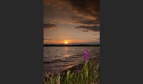 Breitblättrige Kuckucksblume (Dactylorhiza majalis)