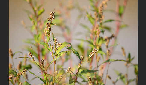 Floh-Knöterich (Polygonum persicaria)