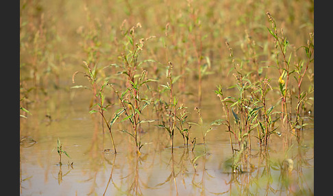 Floh-Knöterich (Polygonum persicaria)