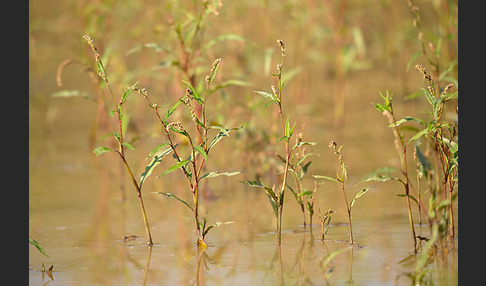 Floh-Knöterich (Polygonum persicaria)